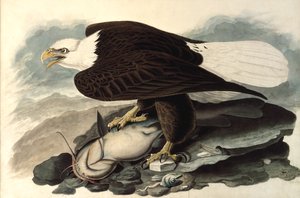 Bald Eagle, 1828